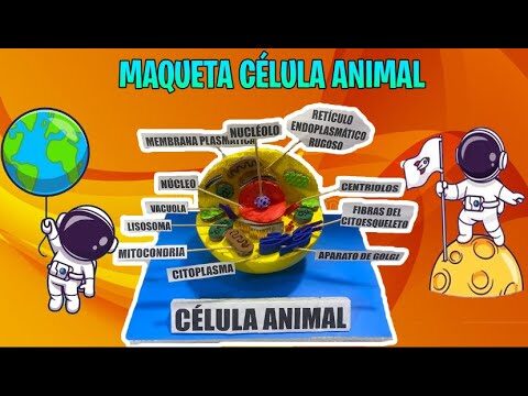 Maqueta de la célula eucariota animal: materiales y pasos